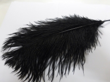 images/productimages/small/Ostrich feathers large AM 001 [HDTV (1080)].JPG